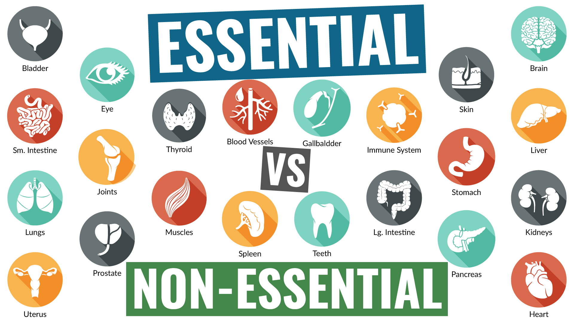 004 - Essential vs. Non-Essential | Dr. Kelly Shockley